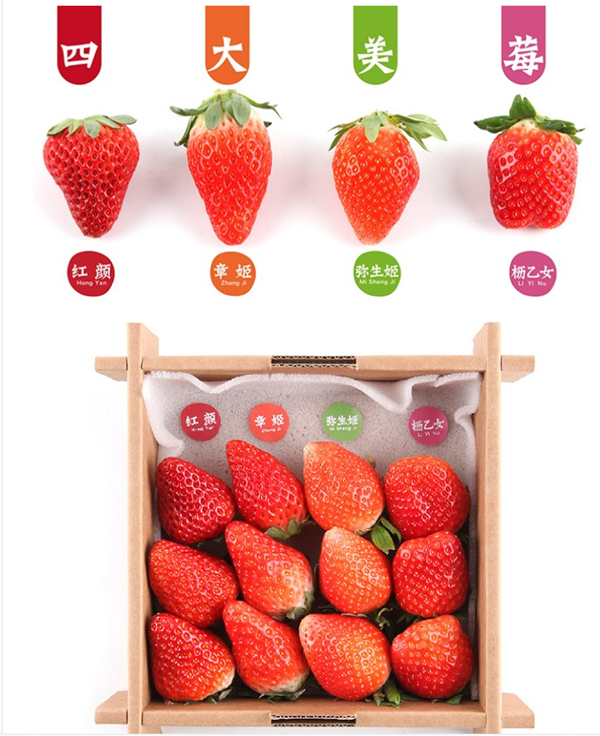 四大美莓-向揚(yáng)品牌 四大美莓-向揚(yáng)品牌